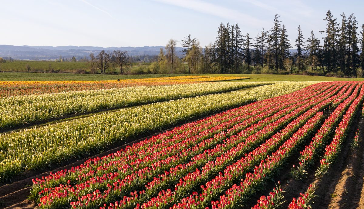 What is Flower Farming? American Farm Bureau Foundation for Agriculture