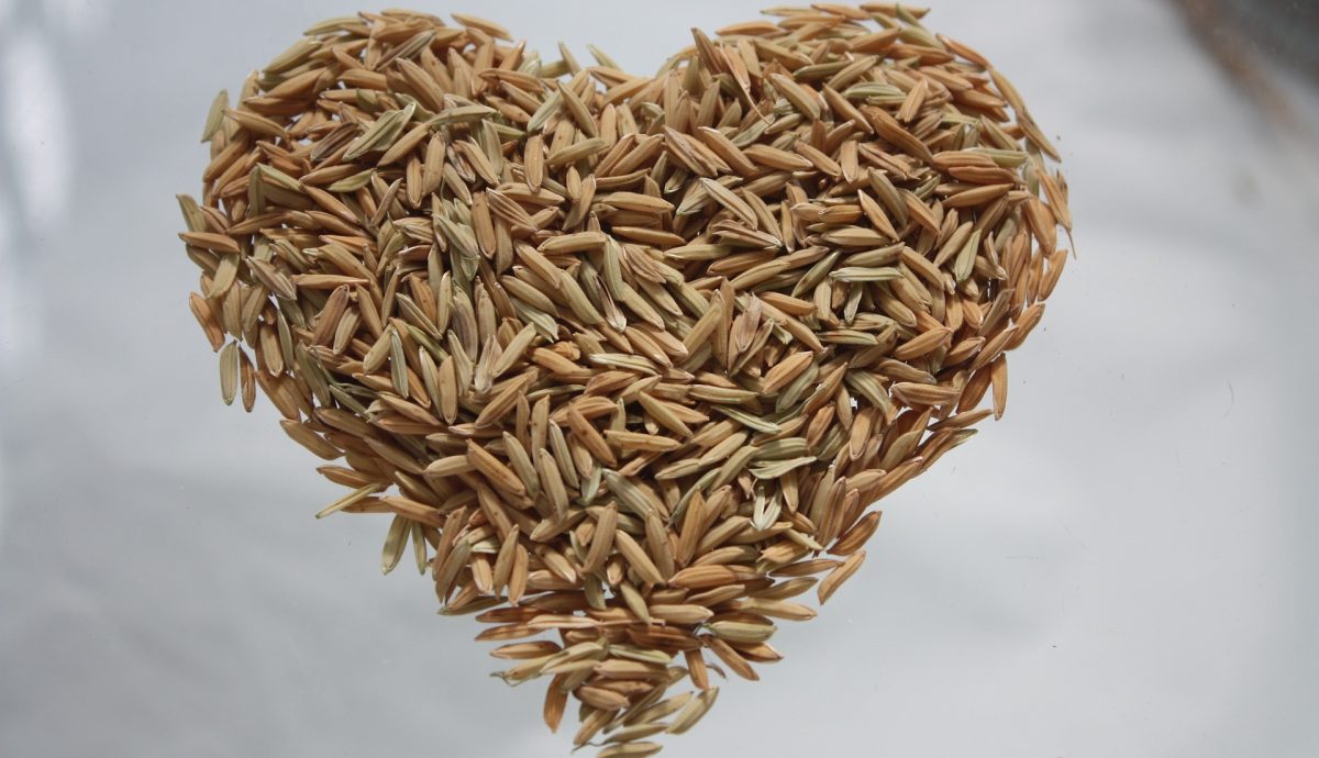 How Does Rice Grow? | American Farm Bureau Foundation for Agriculture