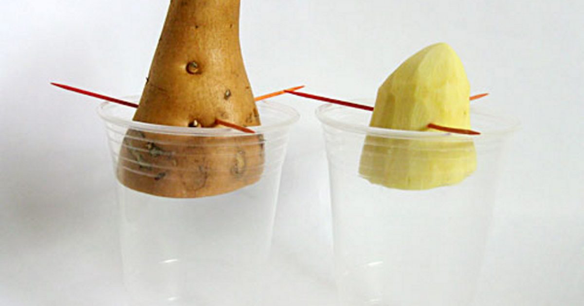 Get Started on a &ldquo;Growing&rdquo; Science Project | American Farm Bureau 