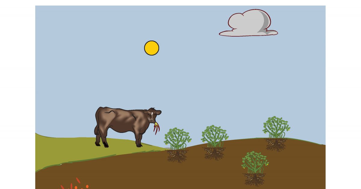 Nitrogen Cycle Knowledge | Learning Activity | American Farm Bureau ...