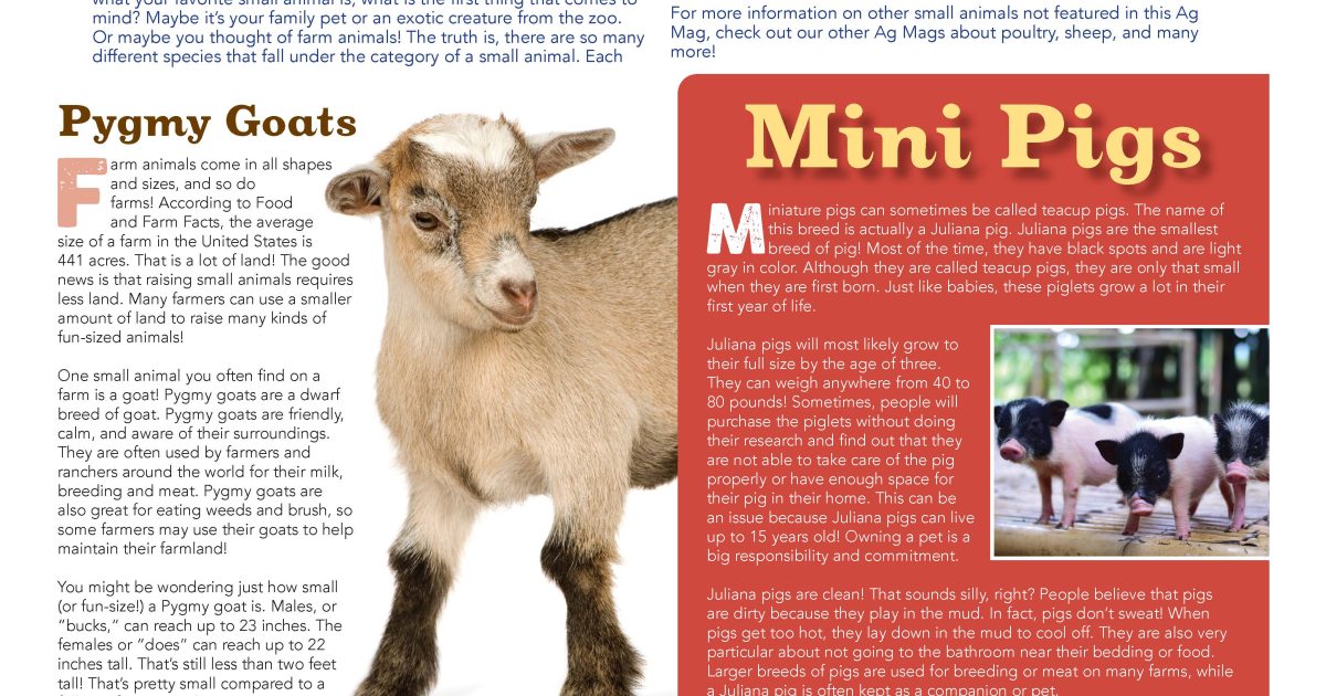 Small Animals Ag Mag | American Farm Bureau Foundation for Agriculture