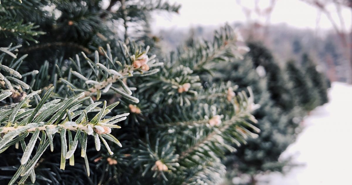 How Do Christmas Trees Grow? American Farm Bureau Foundation for