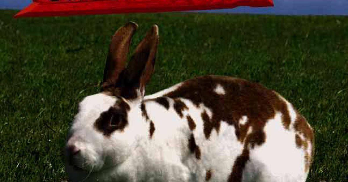 Tend Rabbits Rabbits on the Farm | American Farm Bureau Foundation for Agriculture