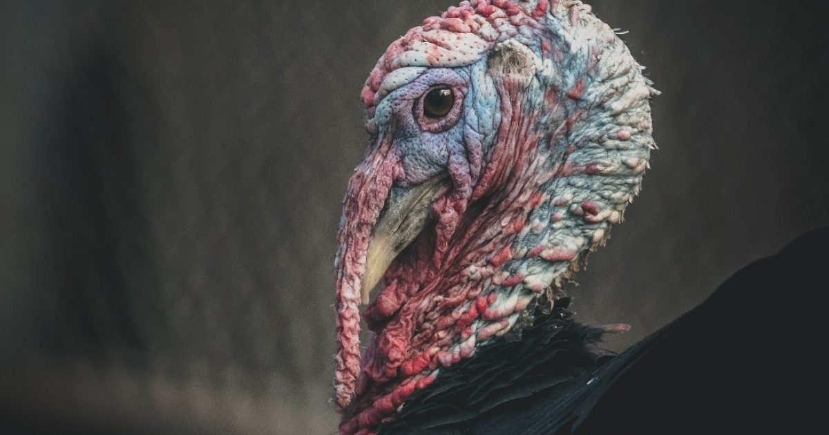 wild_turkey.jpg