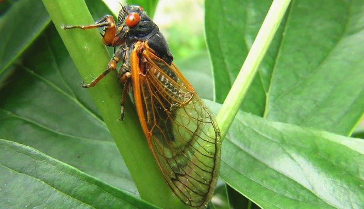 Cicada 2003429 640 1