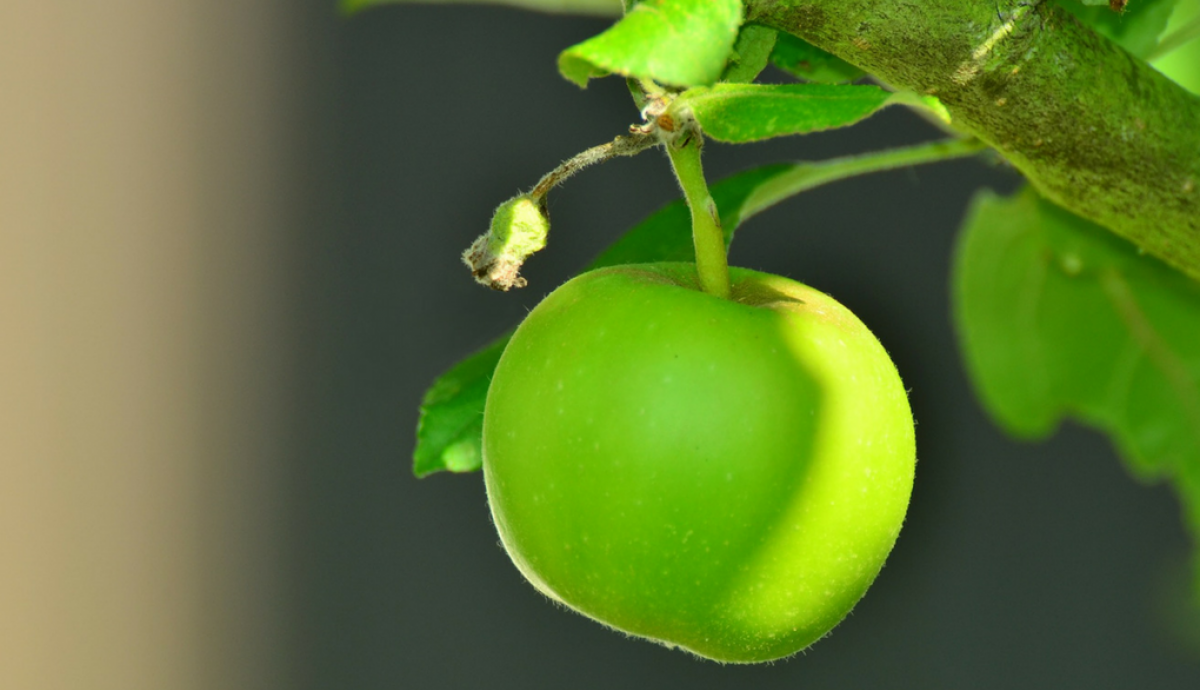 Green apple on the branch