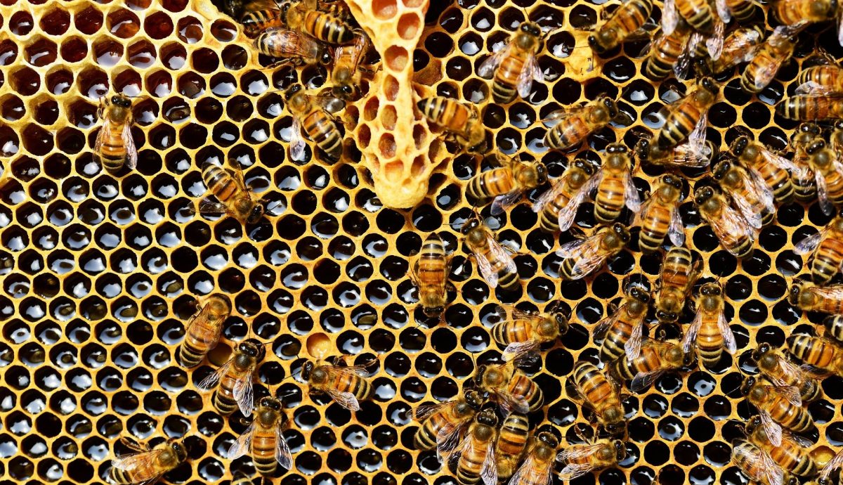 Honey bees 337695 1920