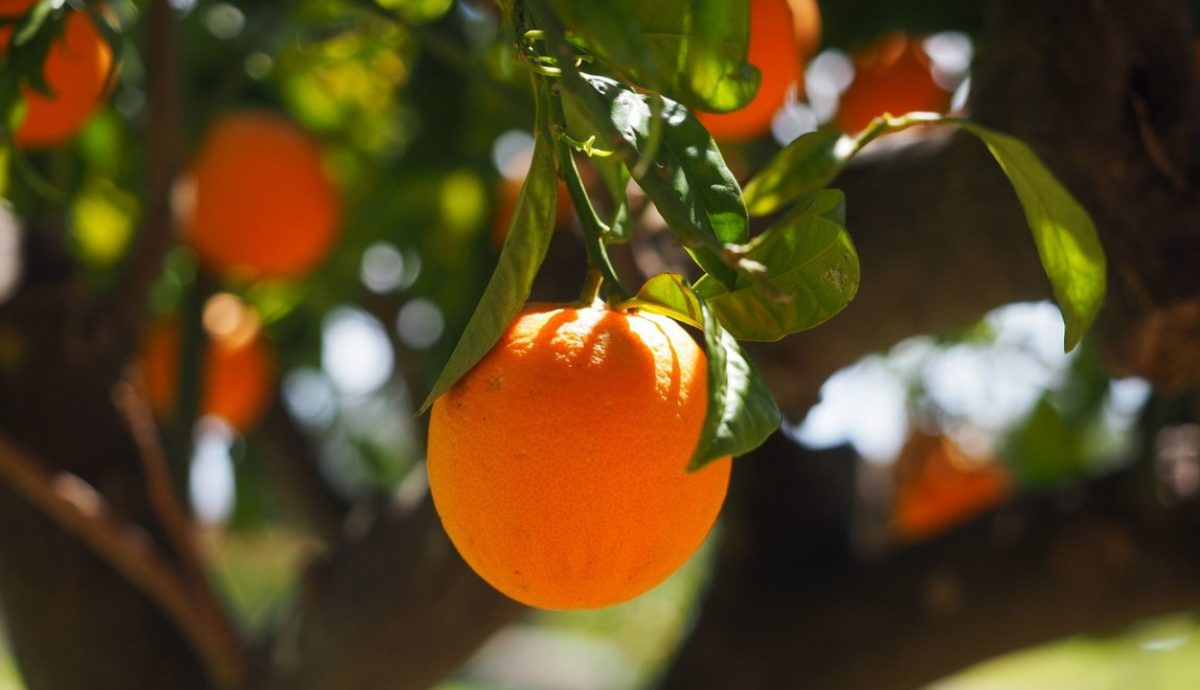 Orange tree