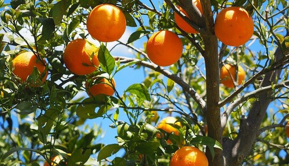 Oranges 1117628 640