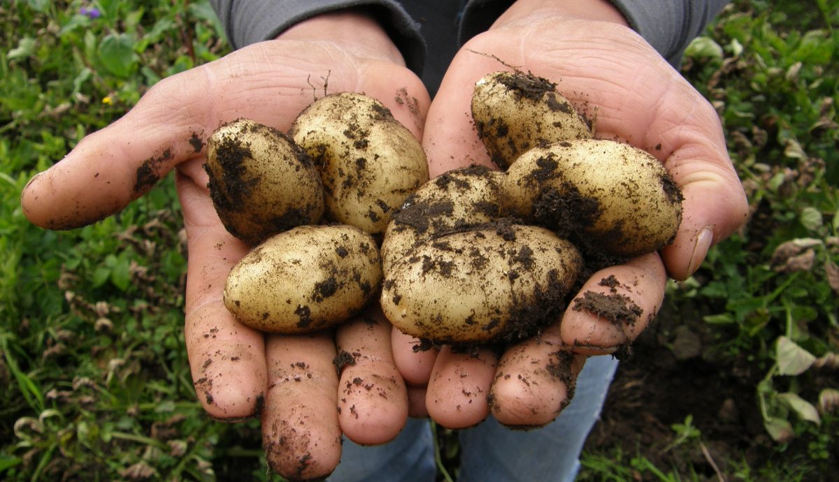 Potatoes g171103111 1920